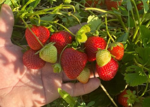 Купить саженцы клубники и ягодных кустарников в Оренбурге. Клубничная королева