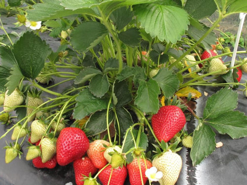 Саженцы и ягода в Оренбурге. Питомник клубничная королева