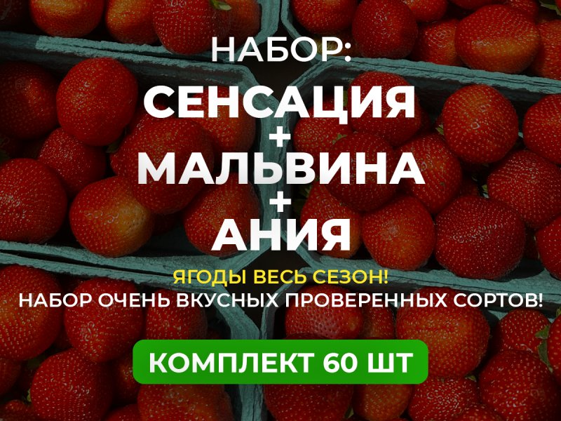 КЛУБНИКА ВСЕ ЛЕТО 60 саж — изображение 1