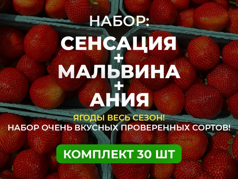 КЛУБНИКА ВСЕ ЛЕТО 30 саж — изображение 1