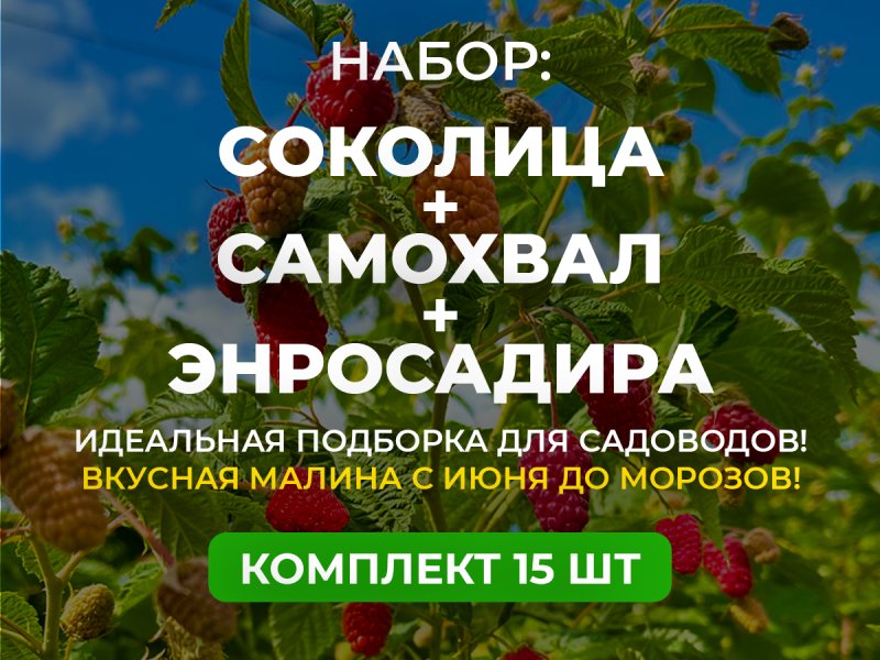 МАЛИНА ВСЕ ЛЕТО — изображение 1
